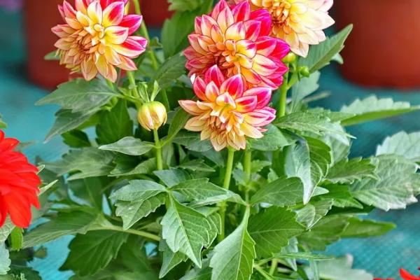 小丽花叶子上有白霜的原因，是由于发生了白粉病