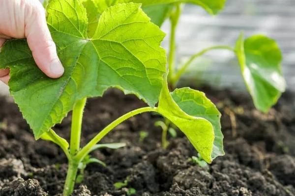 手捻葫芦的种植要点，播种时间根据当地的季节为准