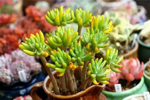 八千代的养殖方法，每隔10天左右浇一次水