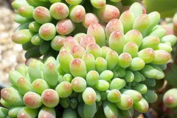 八千代的养殖方法，每隔10天左右浇一次水