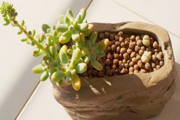 八千代的养殖方法，每隔10天左右浇一次水