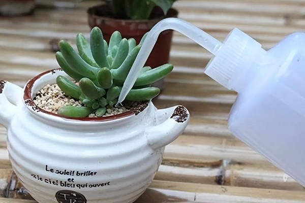 八千代的养殖方法，每隔10天左右浇一次水