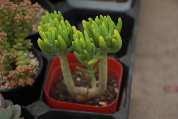 八千代的养殖方法，每隔10天左右浇一次水