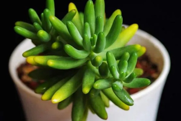 八千代的养殖方法，每隔10天左右浇一次水