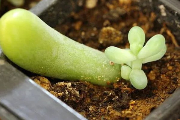 八千代的养殖方法，每隔10天左右浇一次水