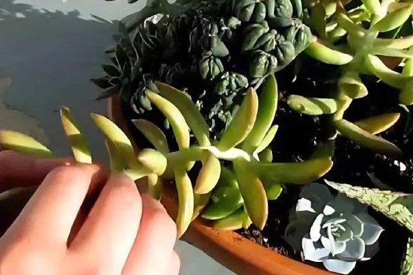 八千代的养殖方法，每隔10天左右浇一次水