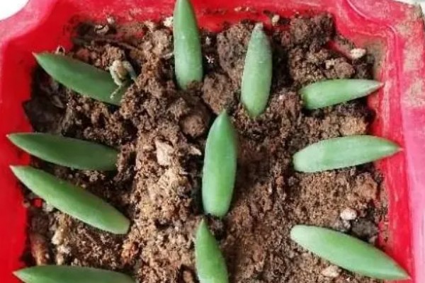 八千代的养殖方法，每隔10天左右浇一次水