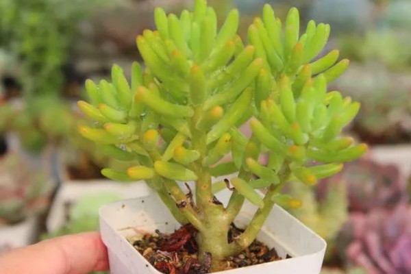 八千代的养殖方法，每隔10天左右浇一次水