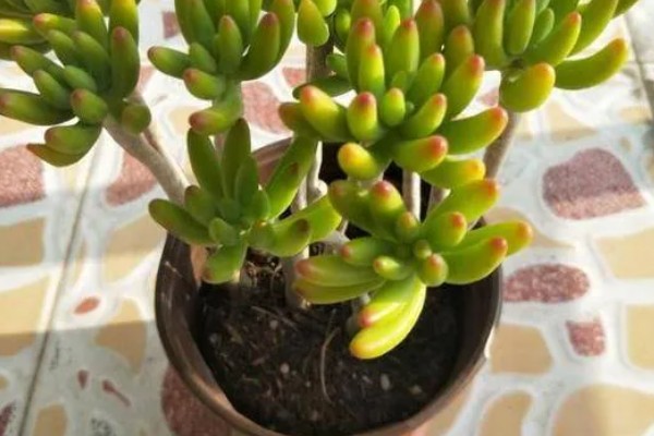 八千代的养殖方法，每隔10天左右浇一次水