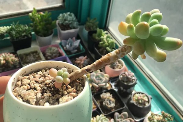 八千代的养殖方法，每隔10天左右浇一次水