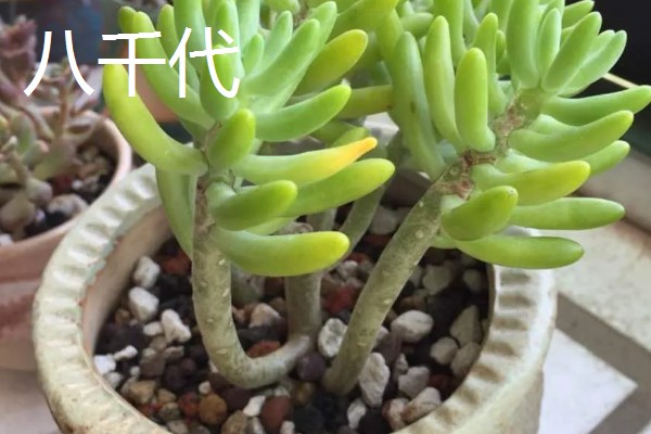 八千代的养殖方法，每隔10天左右浇一次水