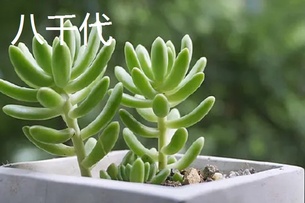 八千代的养殖方法，每隔10天左右浇一次水