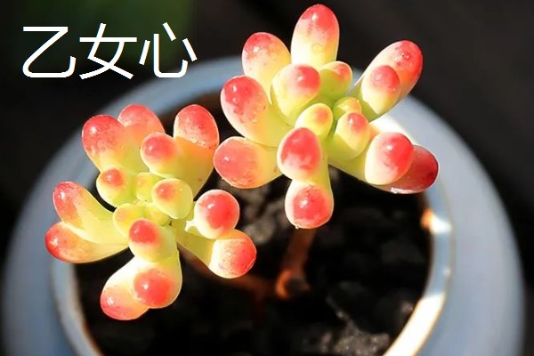 八千代的养殖方法，每隔10天左右浇一次水