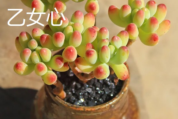 八千代的养殖方法，每隔10天左右浇一次水