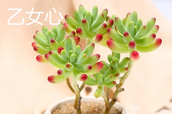 八千代的养殖方法，每隔10天左右浇一次水