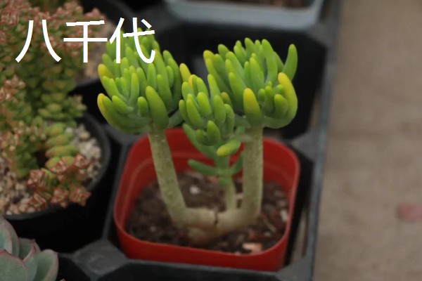 八千代的养殖方法，每隔10天左右浇一次水