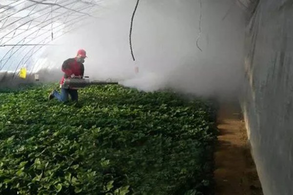 敌敌畏的作用，具有熏蒸、胃毒和触杀作用