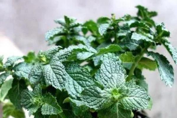 薄荷种子能不能直接播种，具有旺盛的生命力可直接种植