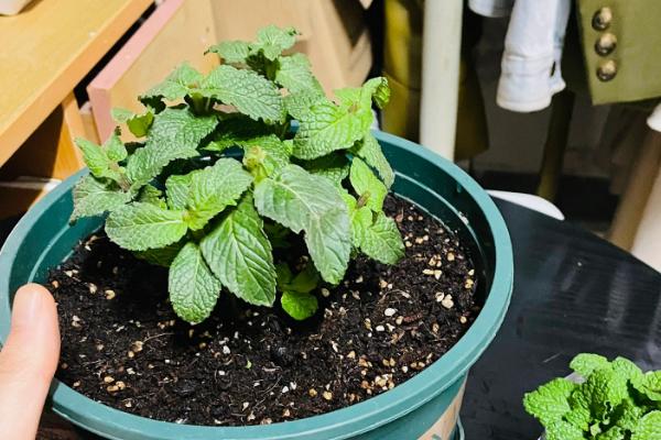 薄荷种子能不能直接播种，具有旺盛的生命力可直接种植