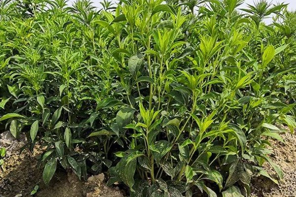 白术的品种特性，株高可达30-80厘米