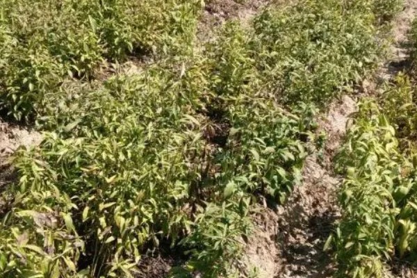 白术的品种特性，株高可达30-80厘米