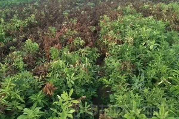 白术的品种特性，株高可达30-80厘米
