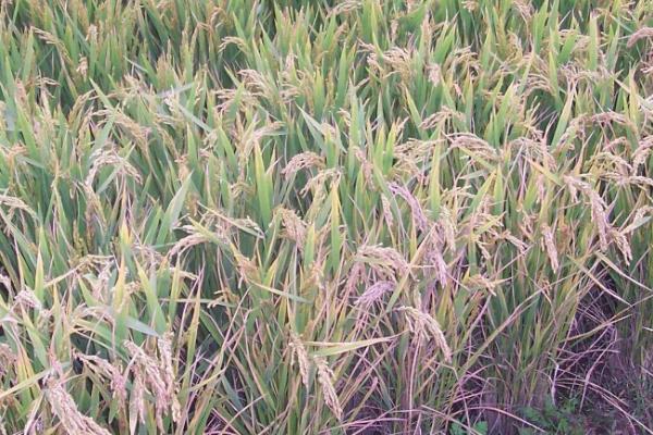 粳米的产地，主产于河南、湖北等省份