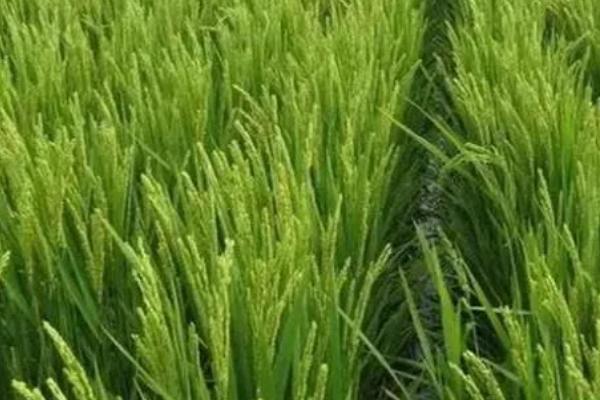 粳米的产地，主产于河南、湖北等省份