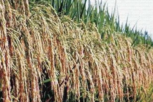 粳米的产地，主产于河南、湖北等省份