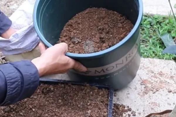 如何养殖桂花苗，每天接受5-6个小时的光照时间