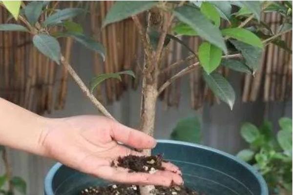 如何养殖桂花苗，每天接受5-6个小时的光照时间