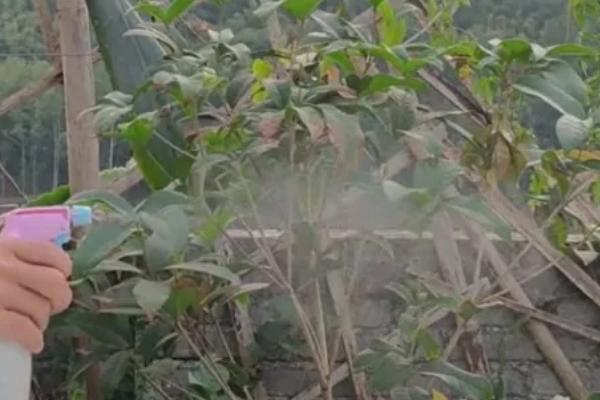 如何养殖桂花苗，每天接受5-6个小时的光照时间