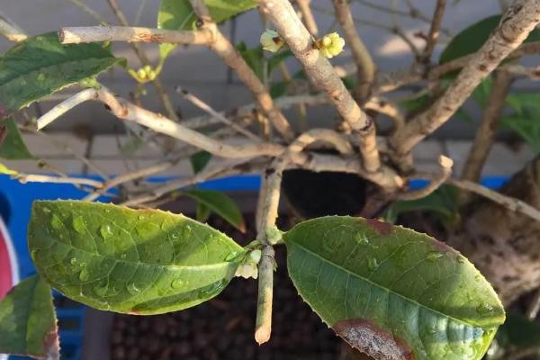 如何养殖桂花苗，每天接受5-6个小时的光照时间