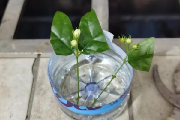 灰莉能水培吗，最好是在春季进行