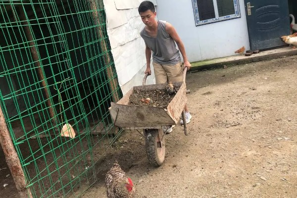 提高小鸡成活率的方法，育雏室的温度要保持在34-35℃左右
