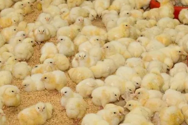 提高小鸡成活率的方法，育雏室的温度要保持在34-35℃左右
