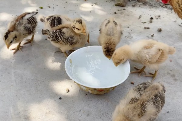 提高小鸡成活率的方法，育雏室的温度要保持在34-35℃左右