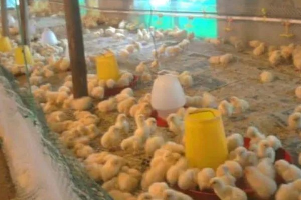 提高小鸡成活率的方法，育雏室的温度要保持在34-35℃左右