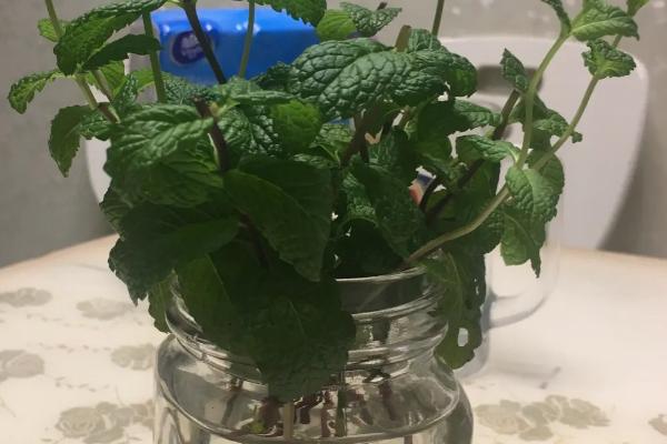 薄荷能不能晒太阳，长时间接受光照有助于开花