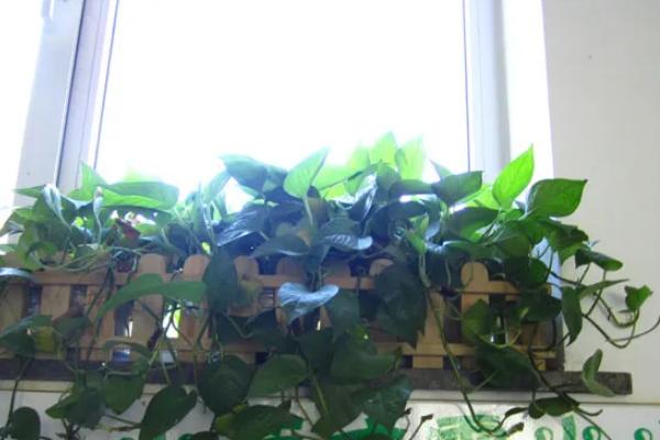 绿萝吊兰简介，是大型常绿藤本植物