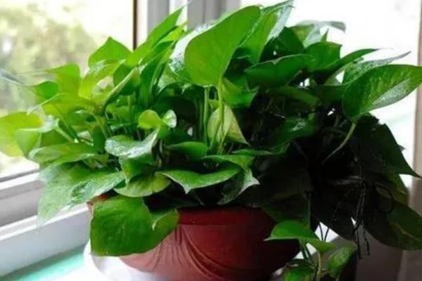 绿萝吊兰简介，是大型常绿藤本植物