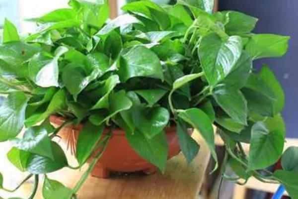 绿萝吊兰简介，是大型常绿藤本植物