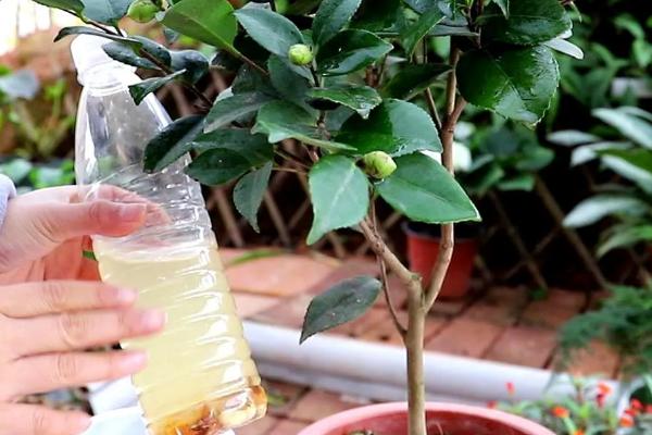 盆栽茶花的施肥方法，盛夏不宜施肥
