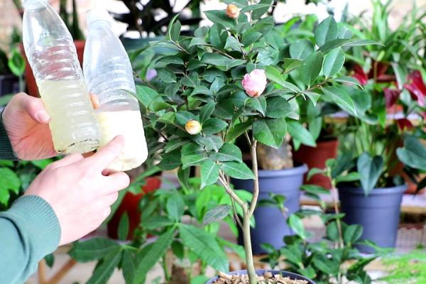 盆栽茶花的施肥方法，盛夏不宜施肥