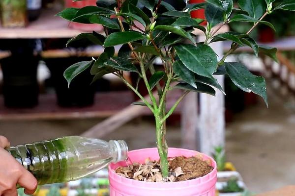 盆栽茶花的施肥方法，盛夏不宜施肥
