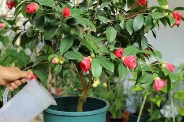 盆栽茶花的施肥方法，盛夏不宜施肥
