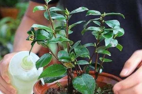 盆栽茶花的施肥方法，盛夏不宜施肥