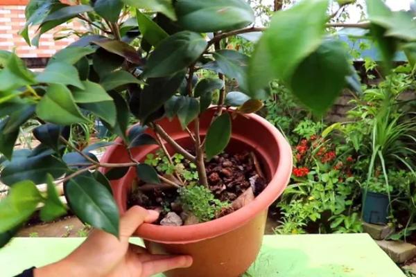 盆栽茶花的施肥方法，盛夏不宜施肥