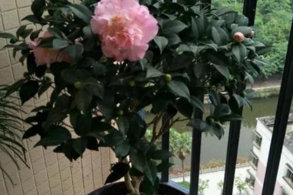 盆栽茶花的施肥方法，盛夏不宜施肥