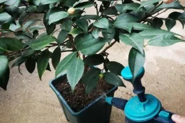 盆栽茶花的施肥方法，盛夏不宜施肥